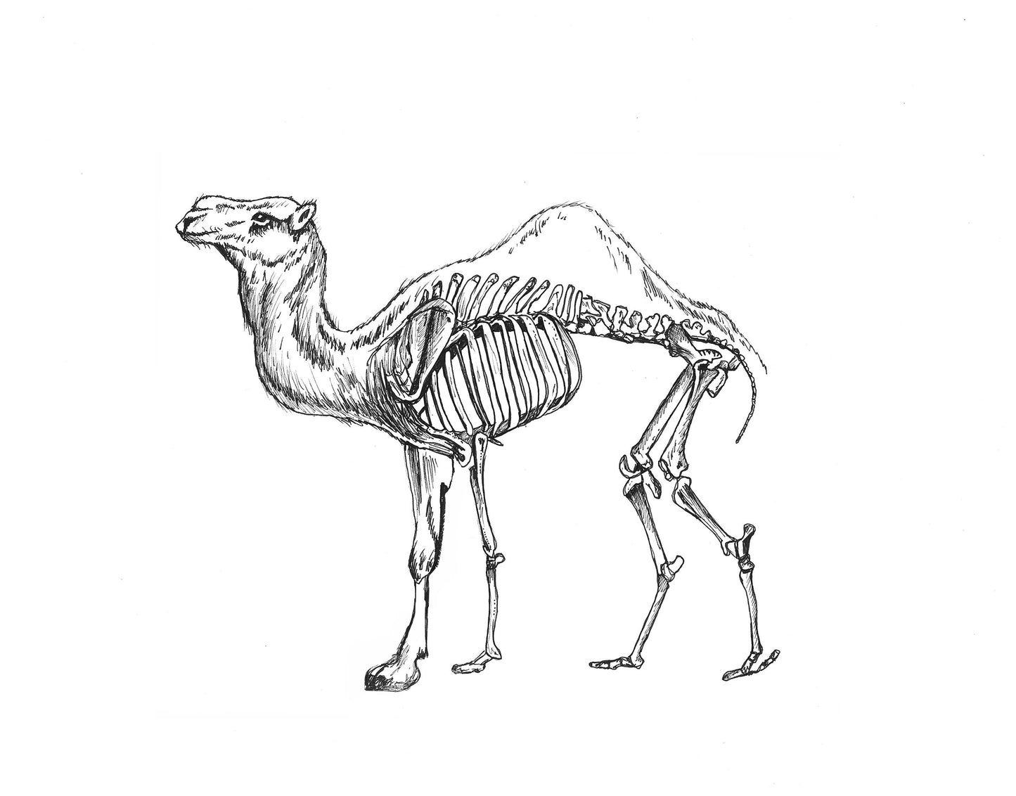 Camello
