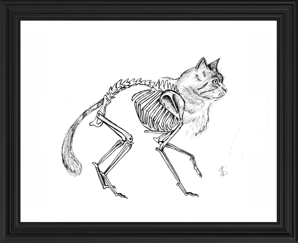Gato