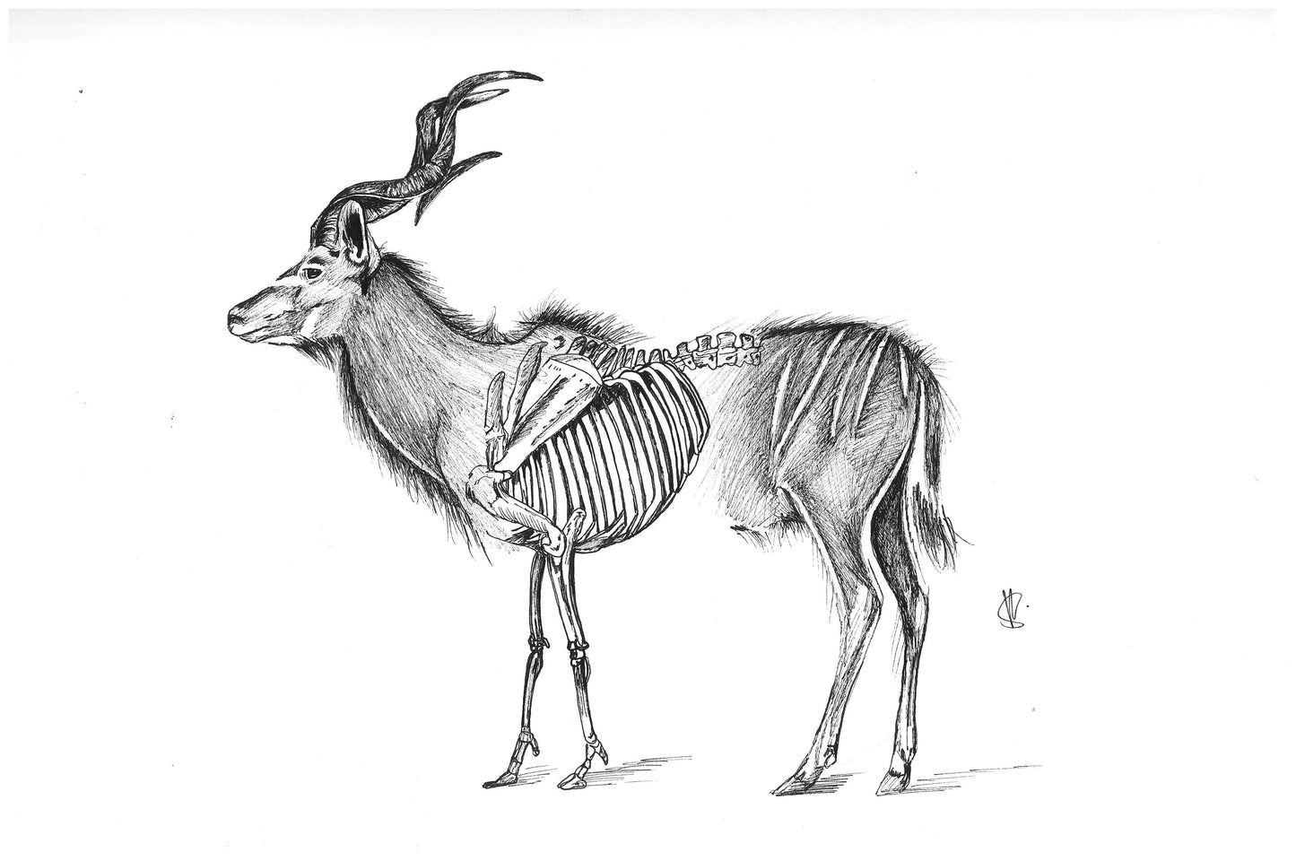 Kudu