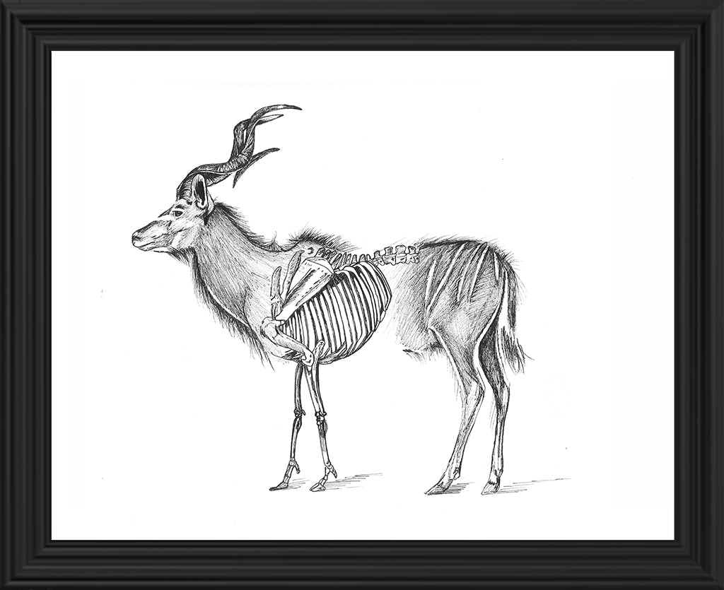 Kudu