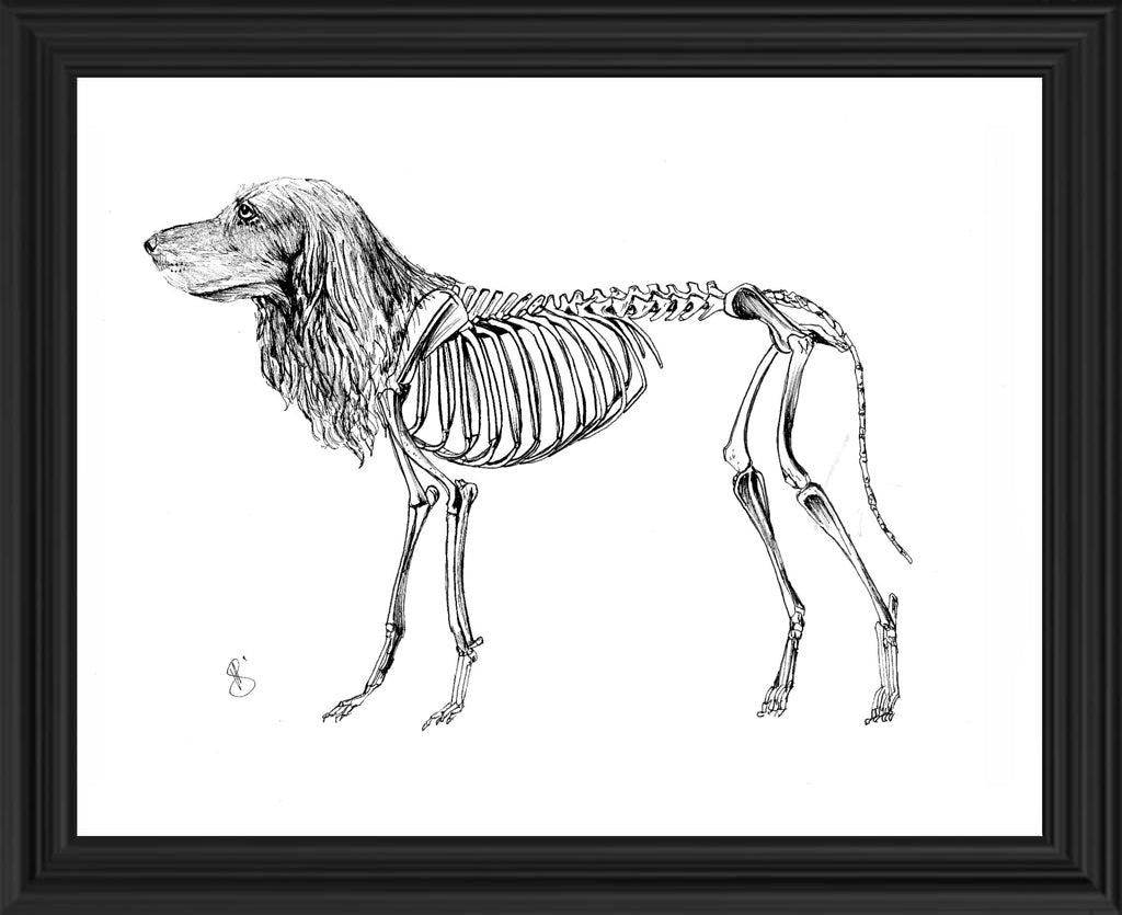 Perro
