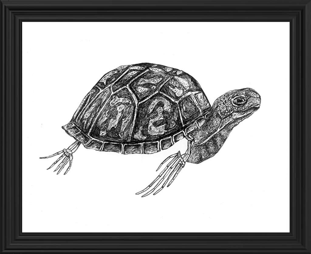 Tortuga